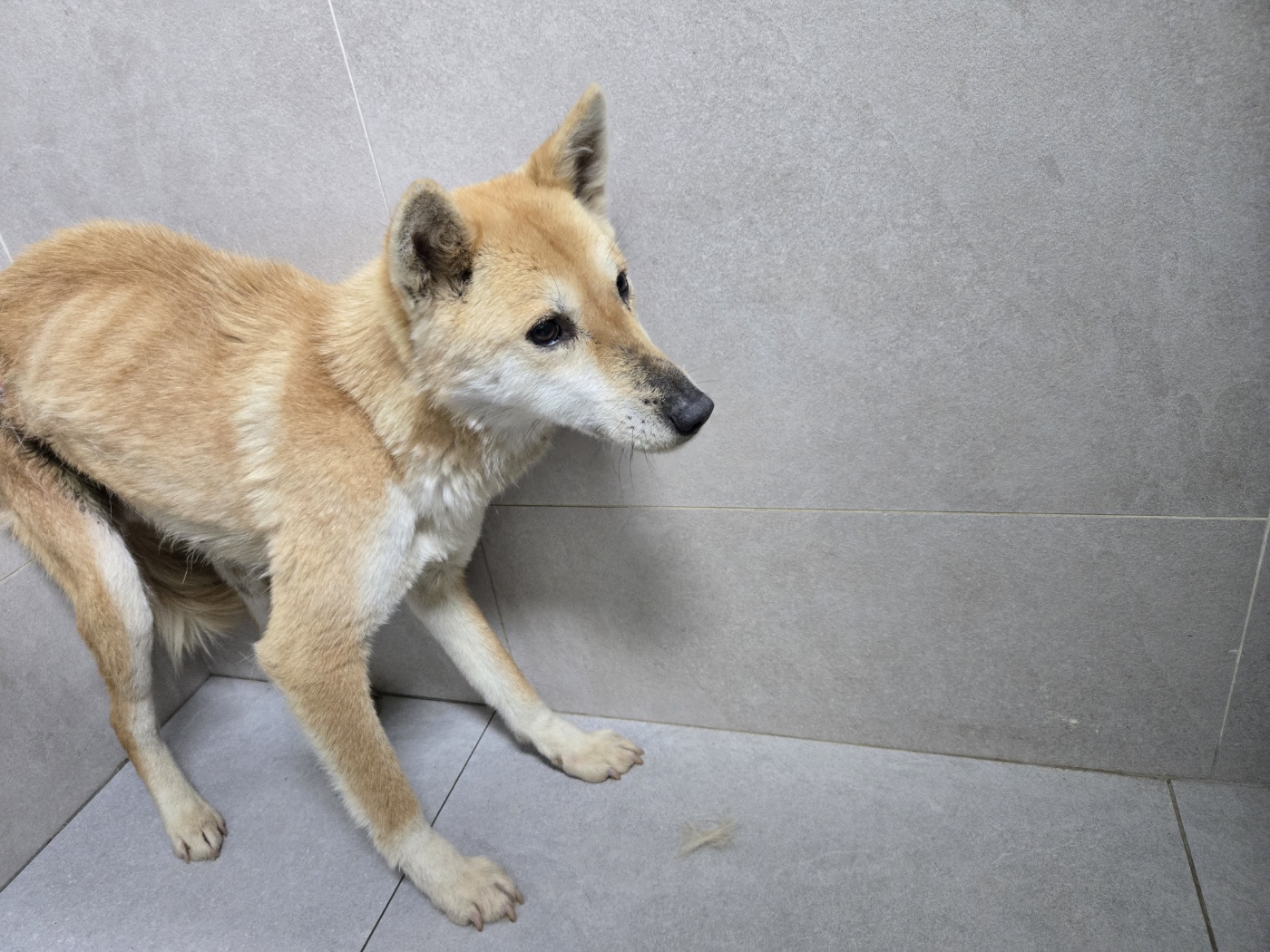고양시동물보호센터_441394202500429